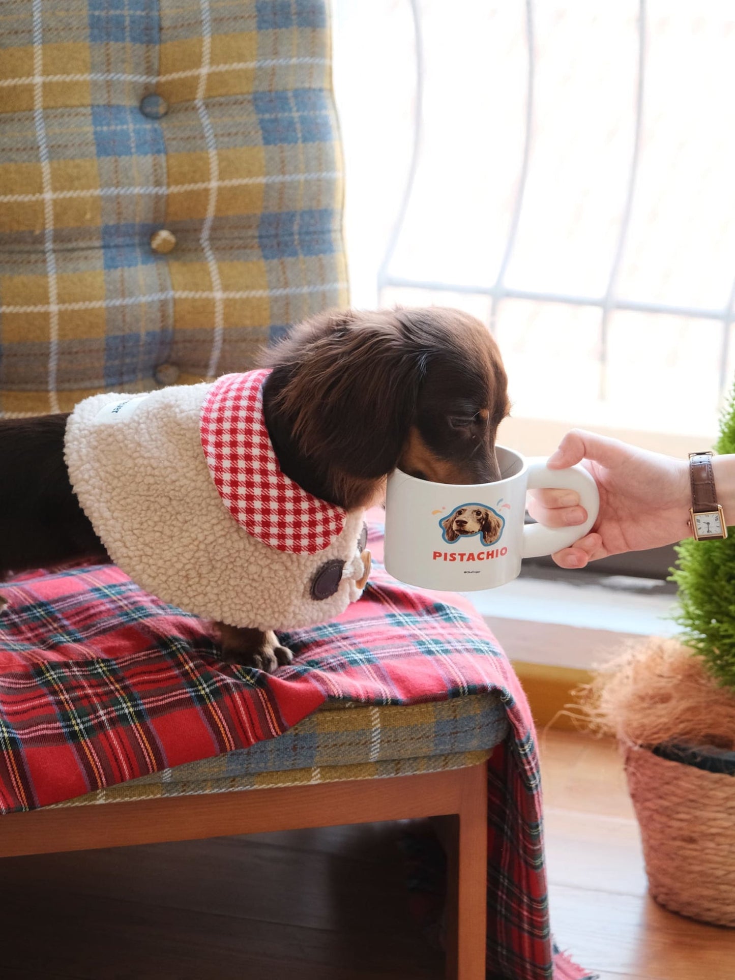 Okedoggy-Beige-Birthday Ver.